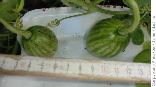 Хоть бы никто не сожрал. Тьфу-тьфу-тьфу