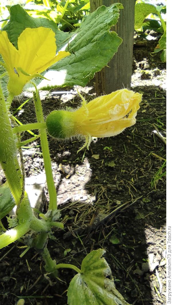 Нечто не понятное