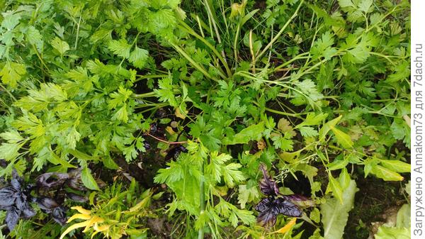 Корневая петрушка