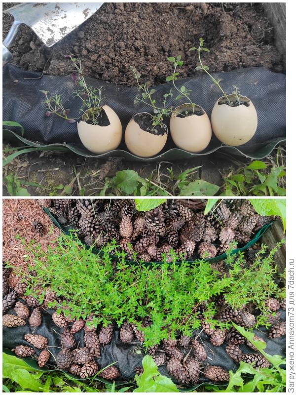 Тимьян, посадка в ОГ и сегодня