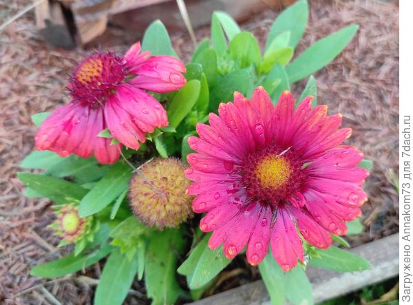 Гайлардия Аризона