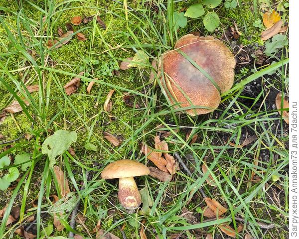 И большие и маленькие