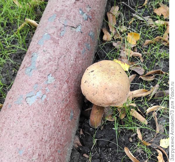 Слева вывод ливнёвки с крыши хрущёвки