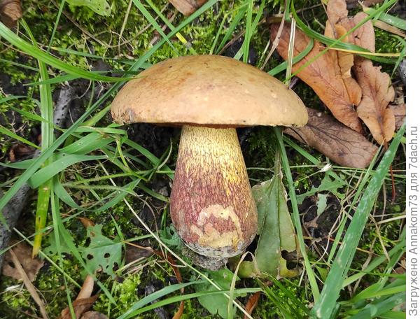 Очень симпатичный