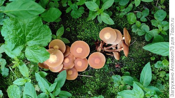 Опята, милые ребята.