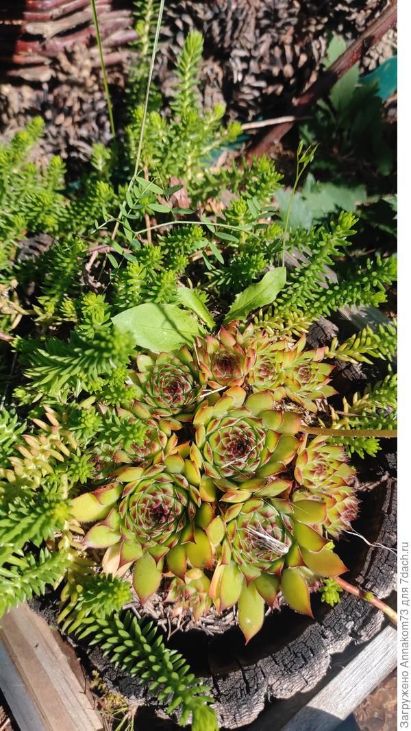 В розах сидит "царевна"