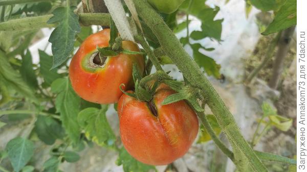 Томат погрызли