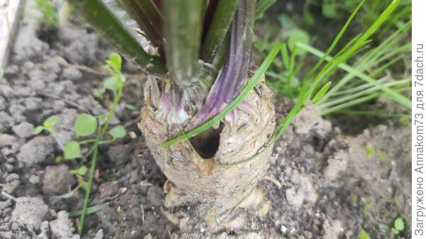 Сельдерей дырка