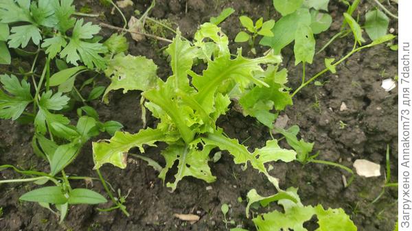 Салат под ноль