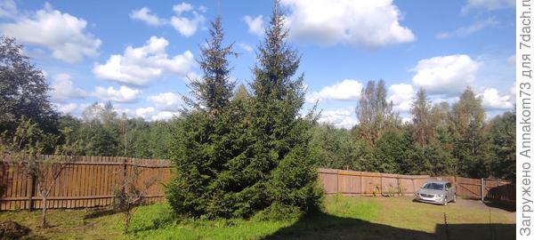 Кругом уже лес вырос. С противоположной стороны такая же картина