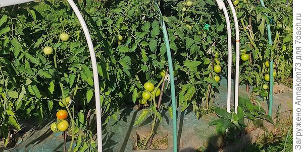 Состояние томатов на 23.07.2024