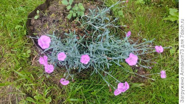 Альпийская