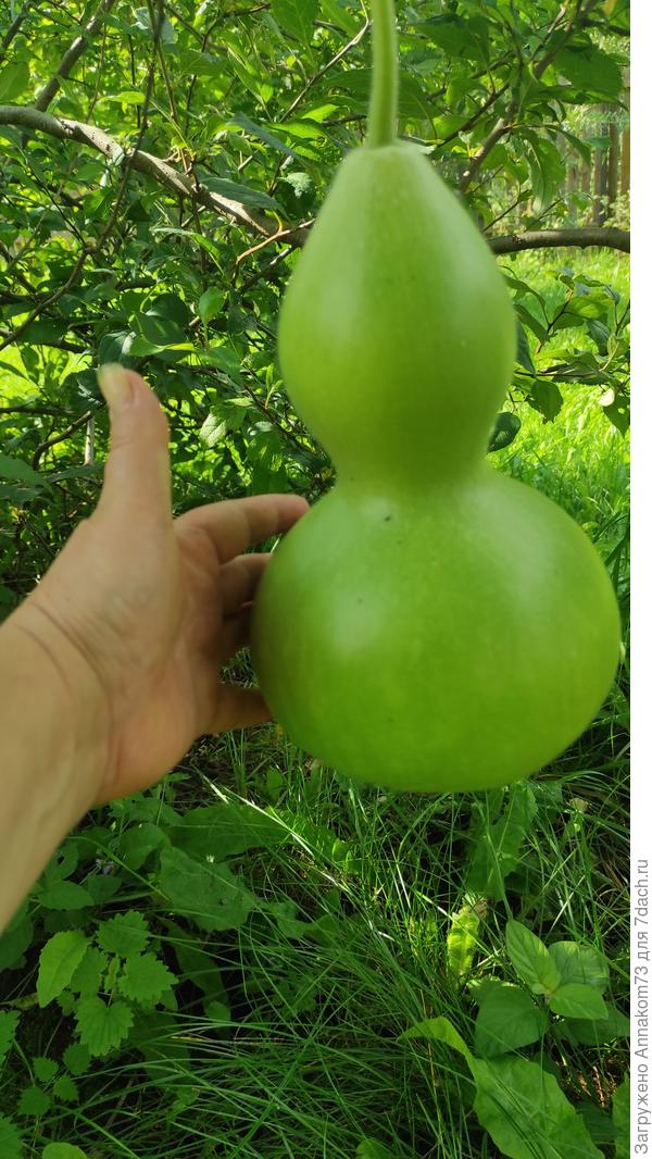 Груша, для уточнения масштаба проблемы