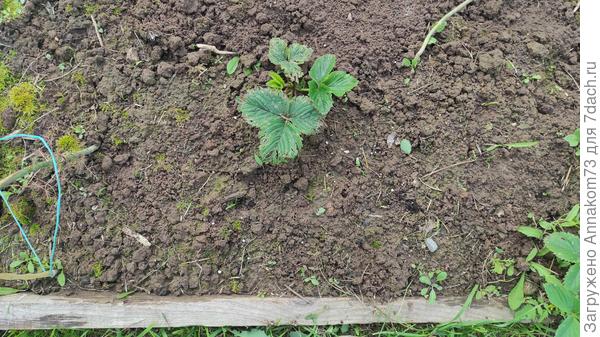 А шпинат то оказывается есть 😉