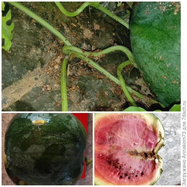 Прошлогодний арбуз