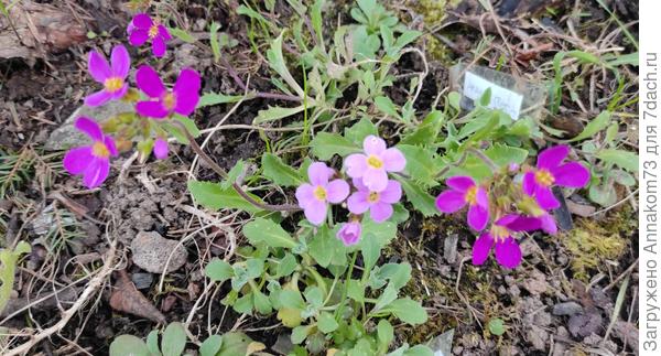 Грандифлора цветет