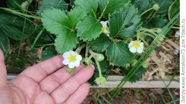 А на этой вообще ягоды не хотят расти