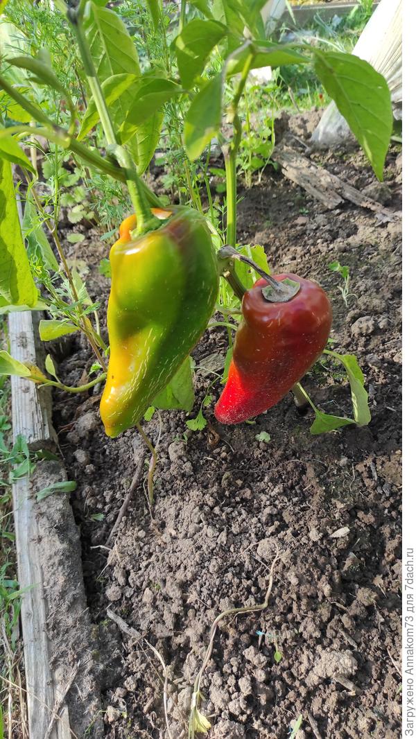 Один только покраснел