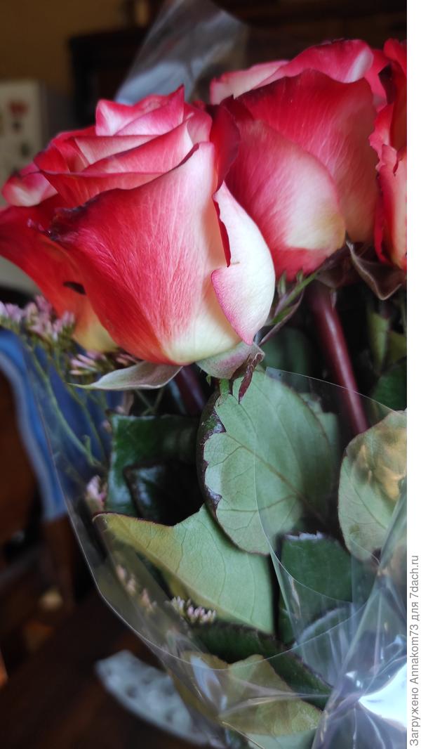 Чашелистики