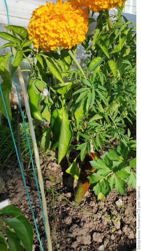 Всё остальные зеленобурые