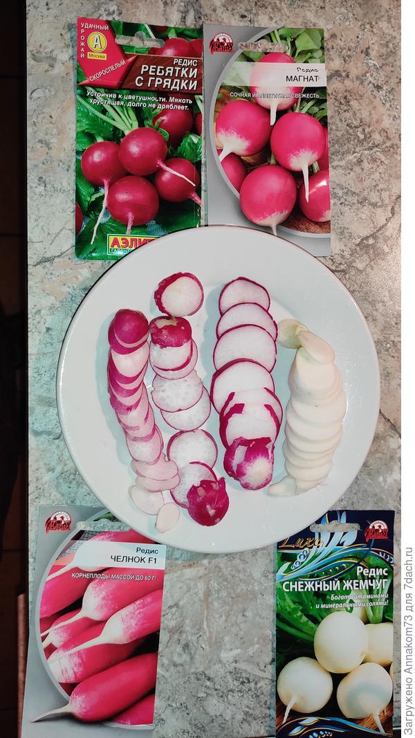 Дегустация редиски