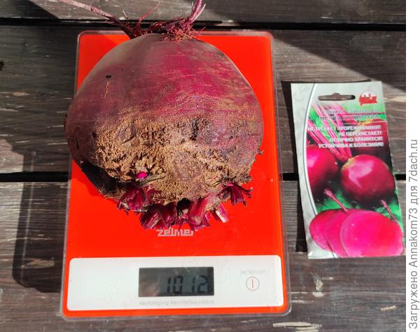 Если вам нужны крупные свеклины, то "Мечта кулинара" свёкла для вас