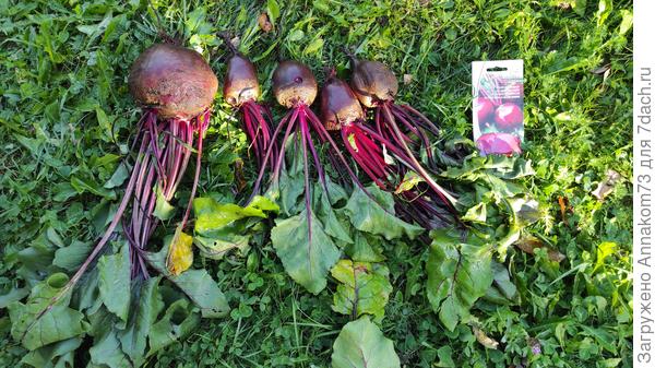 "Остатки" с грядки