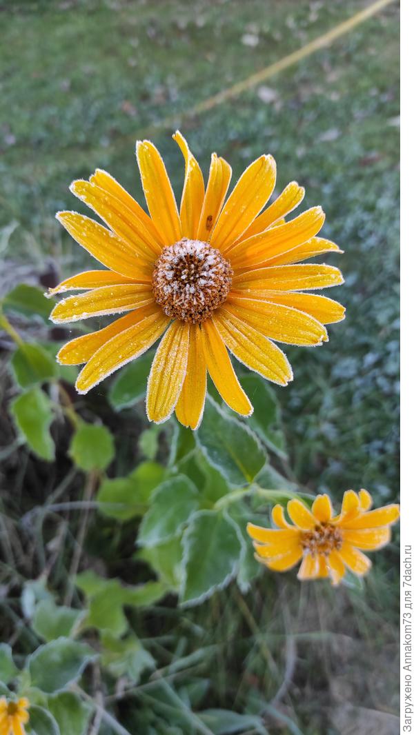 Цветы в крупинках льда