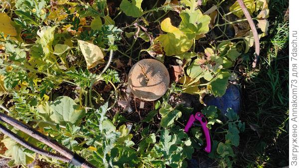 "Последний арбуз"