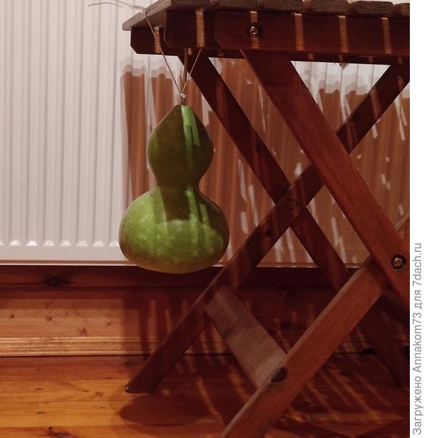 Лангенария сушиться под столом