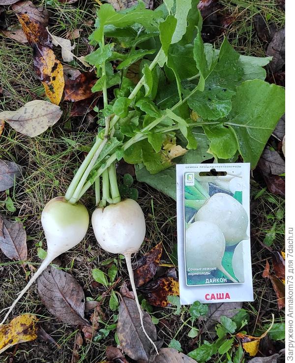 Дайкон Саша