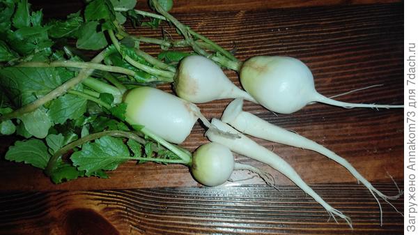 Дайкон "Сашенька", " Толстячок" и "Бивень мамонта", который при выкопке разломался.