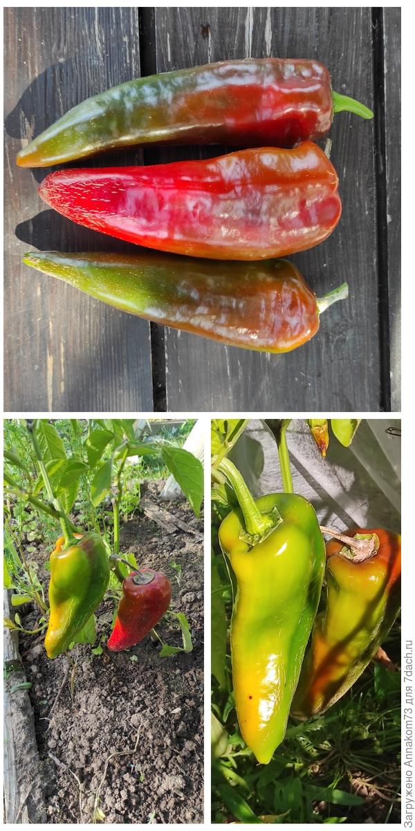 Сладкий Рамиро