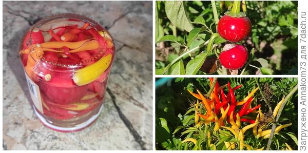 Острые перцы