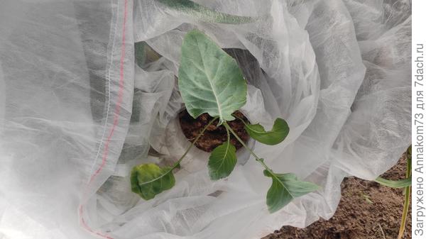 После того как накрыли мешком можно внутрь через верх открывать для обработки