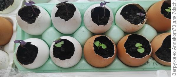 Скорлупки для зелени