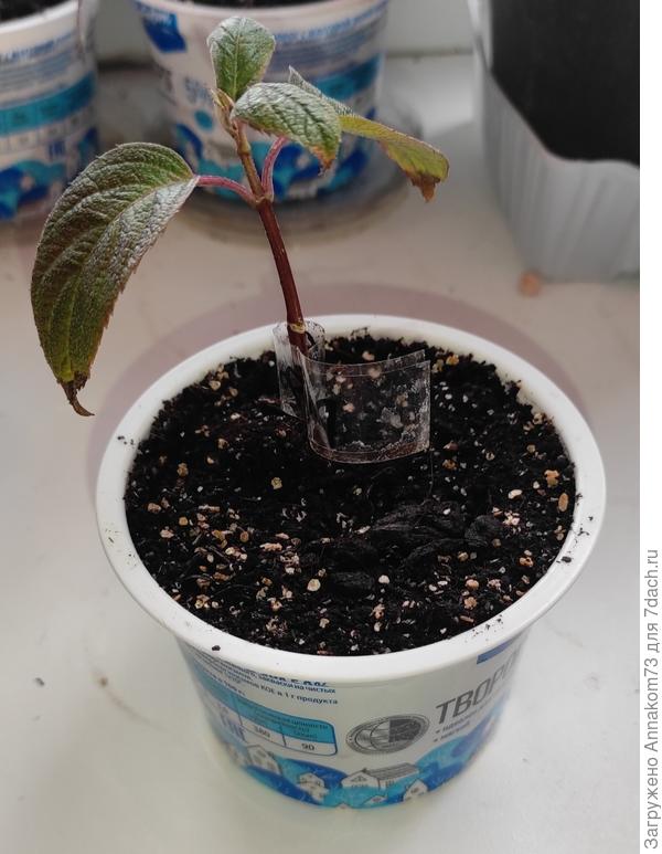 Из под творожка с выдвижным дном