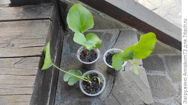 Из под семечек