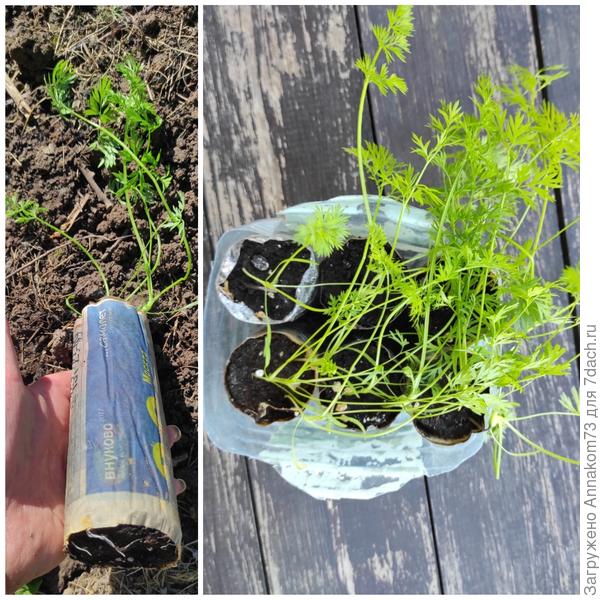 Тубусы для моркови