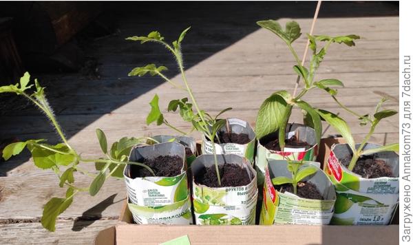 Из тетрапака