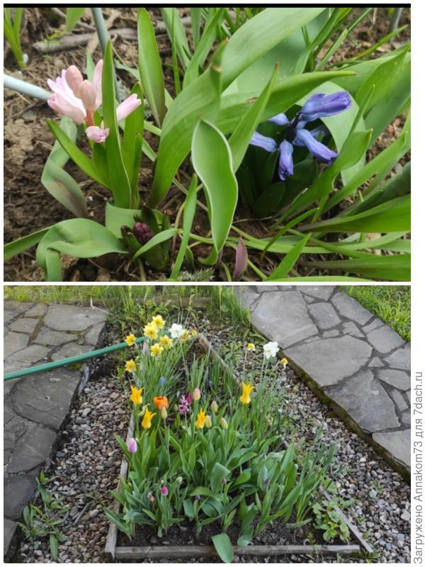 А вот как в цветнике, в центре гиацинты, по краям нарциссы, я их не выкапываю, и тюльпаны. Всё что выкапываю помечаю по углам зелёными палочками.