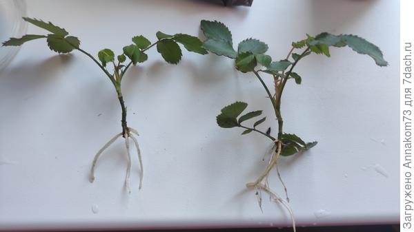 Вот черенки, давшие корни. Их и сажала.