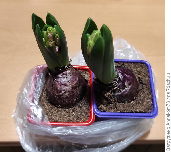 Гиацинты по 10 рублей