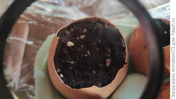 Синяя звезда