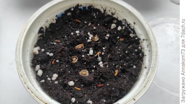 Покупные всходят.