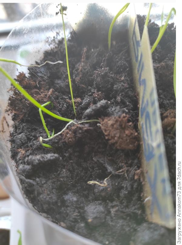 Это позапрошлогодняя посадка. Выпады двух ростков.