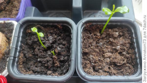 Слева большой взошёл в темноте, маленький уже на свету. Справа тоже в темноте всходил.