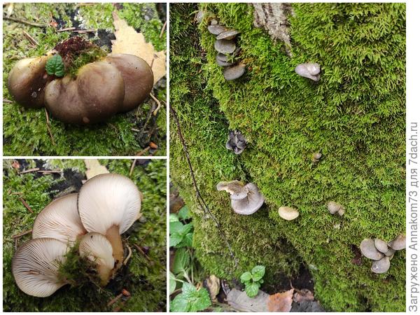 Ольховая или осенняя вешенка