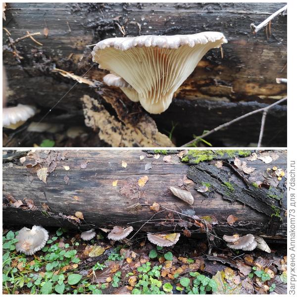 Вешенка устричная или обыкновенная