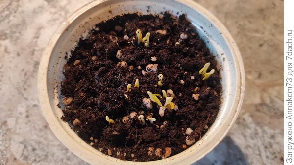 Капия из "ярче"